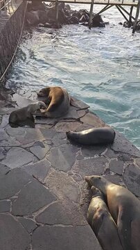 Sea lions laying on stone steps by sea with ocean waves vertical video
