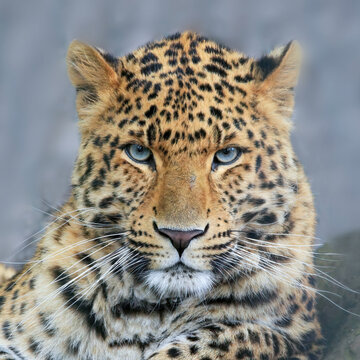 Close-up portrait of a majestic leopard with striking eyes staring directly into the camera. Amur leopard (Panthera pardus orientalis)