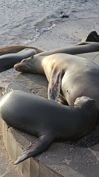 Mother and pup sea lions laying on stone step by ocean vertical video