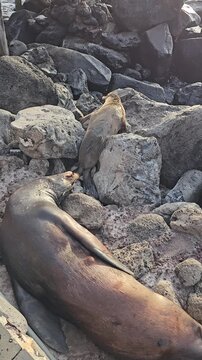 Two sea lions sleeping on rocks by ocean with waves spraying in background vertical video
