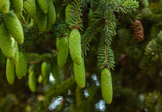 Close-up of fresh green spruce cones hanging from evergreen branches. Natural forest background with vibrant conifer foliage, showcasing spring growth, botanical beauty, and woodland nature.