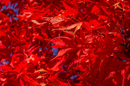 Brilliant red Japanese maple (Acer palmatum) leaves glowing in autumn sunlight. Vibrant fall foliage creates a colorful natural background, perfect for seasonal, botanical, and nature-themed designs.