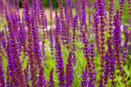 Beautiful purple meadow sage (Salvia nemorosa) flowers in full bloom create a vibrant summer garden background. Colorful perennial blossoms with soft bokeh, ideal for botanical and nature themes.