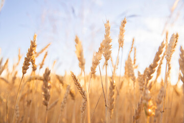 Obraz premium Golden triticale field illuminated by the warm light of the setting sun. Cereal crop spikes glowing against a colorful evening sky, creating a peaceful rural landscape.