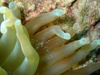 octopus in aquarium © Enrique