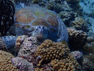 coral reef in the sea © Enrique