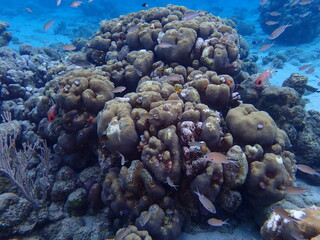 coral reef © Enrique