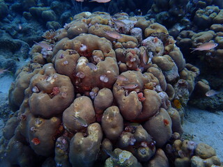 coral reef in the sea © Enrique