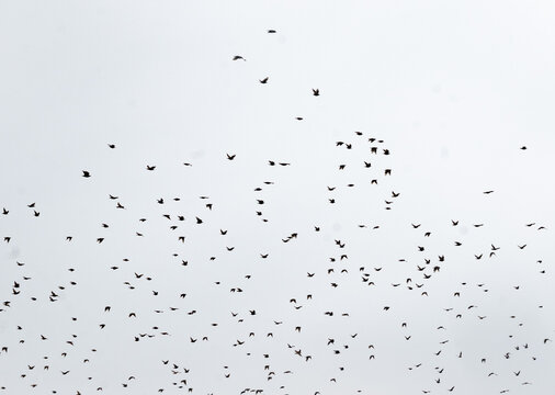 A wide minimalist shot of a huge swarm of small birds scattered across a completely overcast, pale white sky during migration.