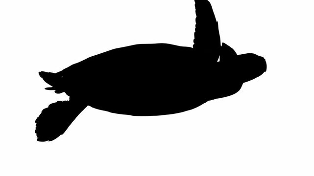 Silhouette of a sea turtle gracefully swimming through clear blue ocean waters