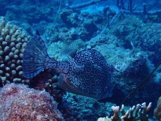 coral reef with fish © Enrique