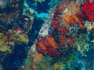 tropical coral reef © Enrique
