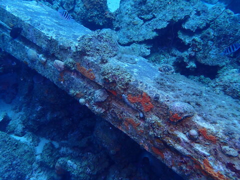 coral reef in egypt