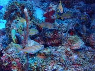 coral reef and fish © Enrique