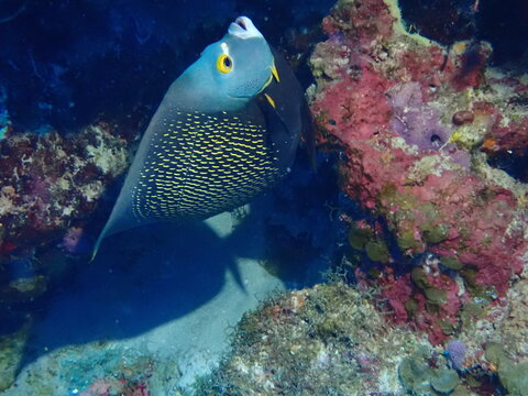 tropical coral reef