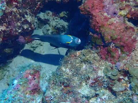school of fish