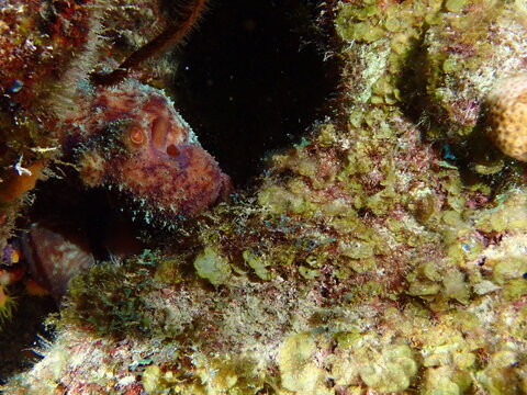 coral reef with fish