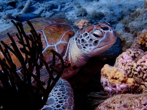 sea turtle swimming
