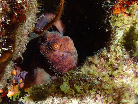 octopus in aquarium