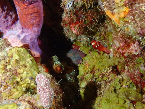 red sea anemone