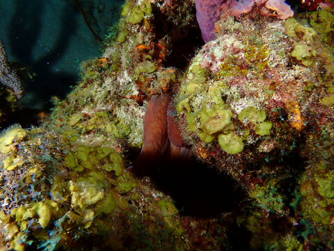 coral reef in the sea