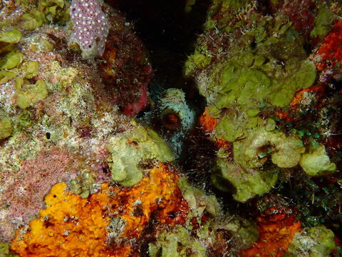 red sea anemone