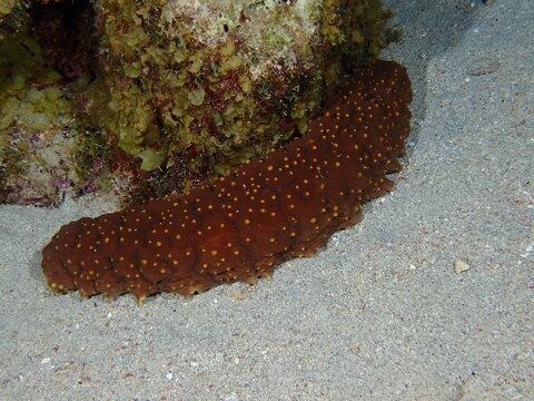 octopus on coral reef