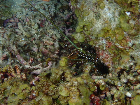 giant moray eel