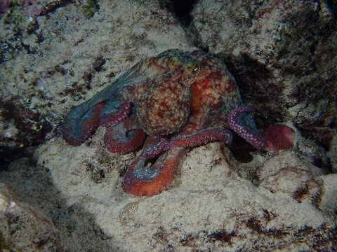 octopus on coral reef
