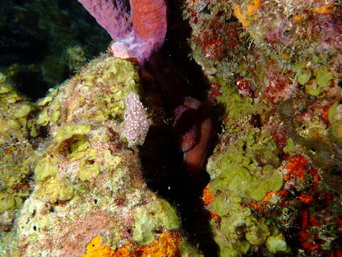 red coral reef