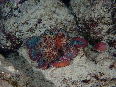red sea anemone