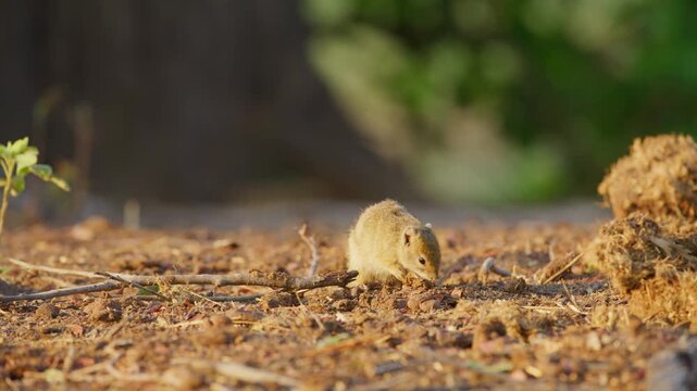 Footage of Afrcian Smith's bush squirrel (Paraxerus cepapi) eating its food.