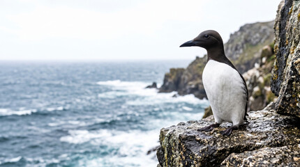 Obraz premium Murre standing on cliff ledge overlooking ocean waves and rocky shoreline. Murre perched on rocky surface with dramatic seascape in backdrop.