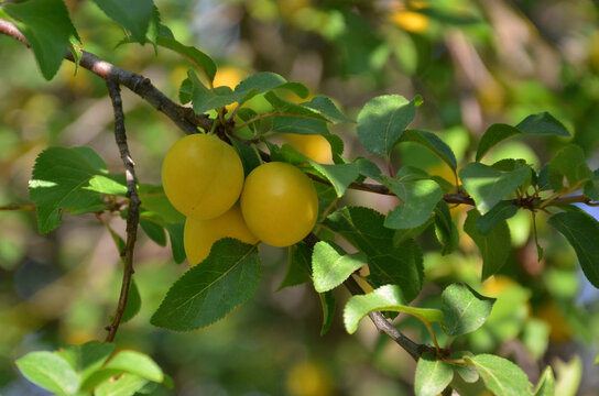 Prunus domestica &lsquo;Mirabelle&rsquo; tree branch with yellow ripen fruits and green leaves. Nature, golden plum tree , summer harvest .