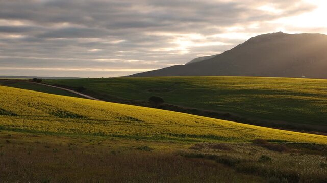 beautiful rolling fields of canola crops, Stanford, South Africa at sunset