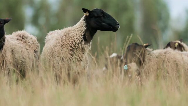 Cinematic view of unshorn sheep and rams on a natural pasture. Sharp ram in focus with creamy bokeh background, showcasing traditional wool farming, free-range livestock and sustainable agriculture.