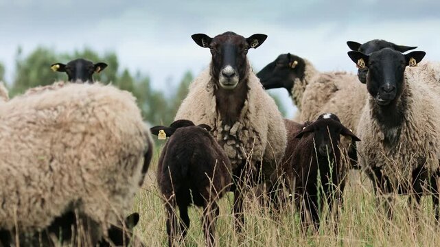 Sheep family with young lambs grazing on a green pasture. Ewes and their offspring in a natural meadow. Ideal for organic farming, sustainable agriculture, livestock, rural life, animal care concepts.