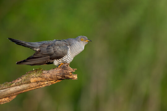 Common Cuckoo perched on branch ready for takeoff with copy space
