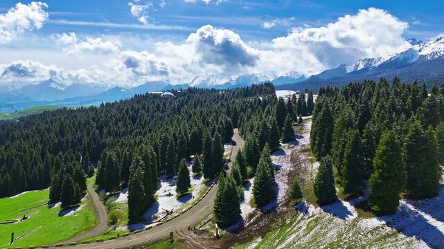 Aerial view of winding mountain road cutting through dense evergreen pine forest with snow patches under bright blue cloudy sky in Xinjiang, China.