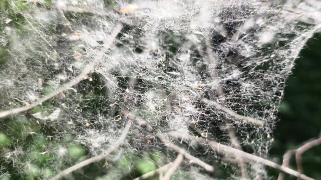 Delicate spider web filled with poplar fluff fluttering in the gentle breeze, showcasing intricate natural silk threads woven among the tangled tree branches