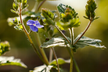 Small blue wildflower growing in a sunny forest glade with wildflower, botanical © Taras