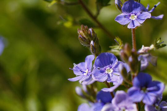 Close up of delicate purple veronica flowers in garden with veronica, speedwell
