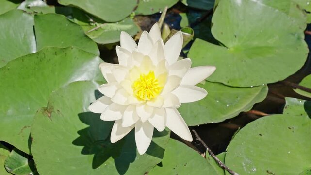 Blooming waterlily flower growing in water. Lilies flower in nature. Summer nature, 4k. White flowering lily. Flower of Nymphaea waterlily. Flowering Nymphaea lily. Lily blossom