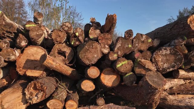 massive pile of harvested, aged tree trunks and timber logs stacked outdoors in a managed forest park. cut wood ends, annual growth rings, hollowed centers, and forestry markings on the timber logs