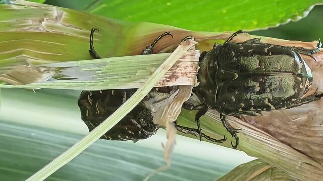 
Two Flower Beetles Fighting for Sap Territory on Corn Stalk Close Up #002


