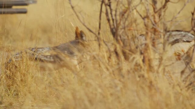 Footage of Two Afrcian Jackals (Canis mesomelas) fighting with each other for food.