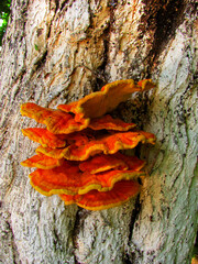 Vibrant orange chicken of the woods fungus growing on a whitewashed tree trunk © Ivan Koliadzhyn