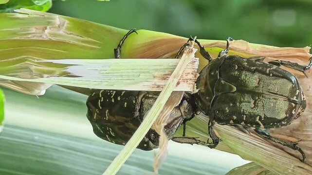 
Two Flower Beetles Fighting for Sap Territory on Corn Stalk Close Up #003

