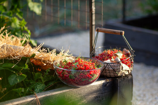 Redcurrant freshly harvested in summer garden. Ripe red berries picked and put in basket and glass bowl. Organically grown fruit