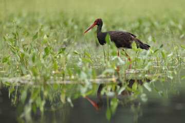 Bocian czarny, hajstra (Ciconia nigra) © Bartosz Rakoczy